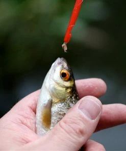 Coarse/Carp Fishing WSB Disgorger