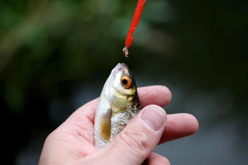 Coarse/Carp Fishing WSB Disgorger 1 Coarse/Carp Fishing WSB Disgorger