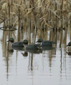 Flambeau Classic Green Wing Teal Duck Decoy Set Of 6