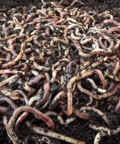 Fishing Tackle Ireland Worms Tub(Collection Only) Live Bait