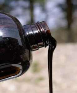 Bait Starfish Molasses