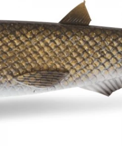 Quantum Yolo Pike Shad 22cm